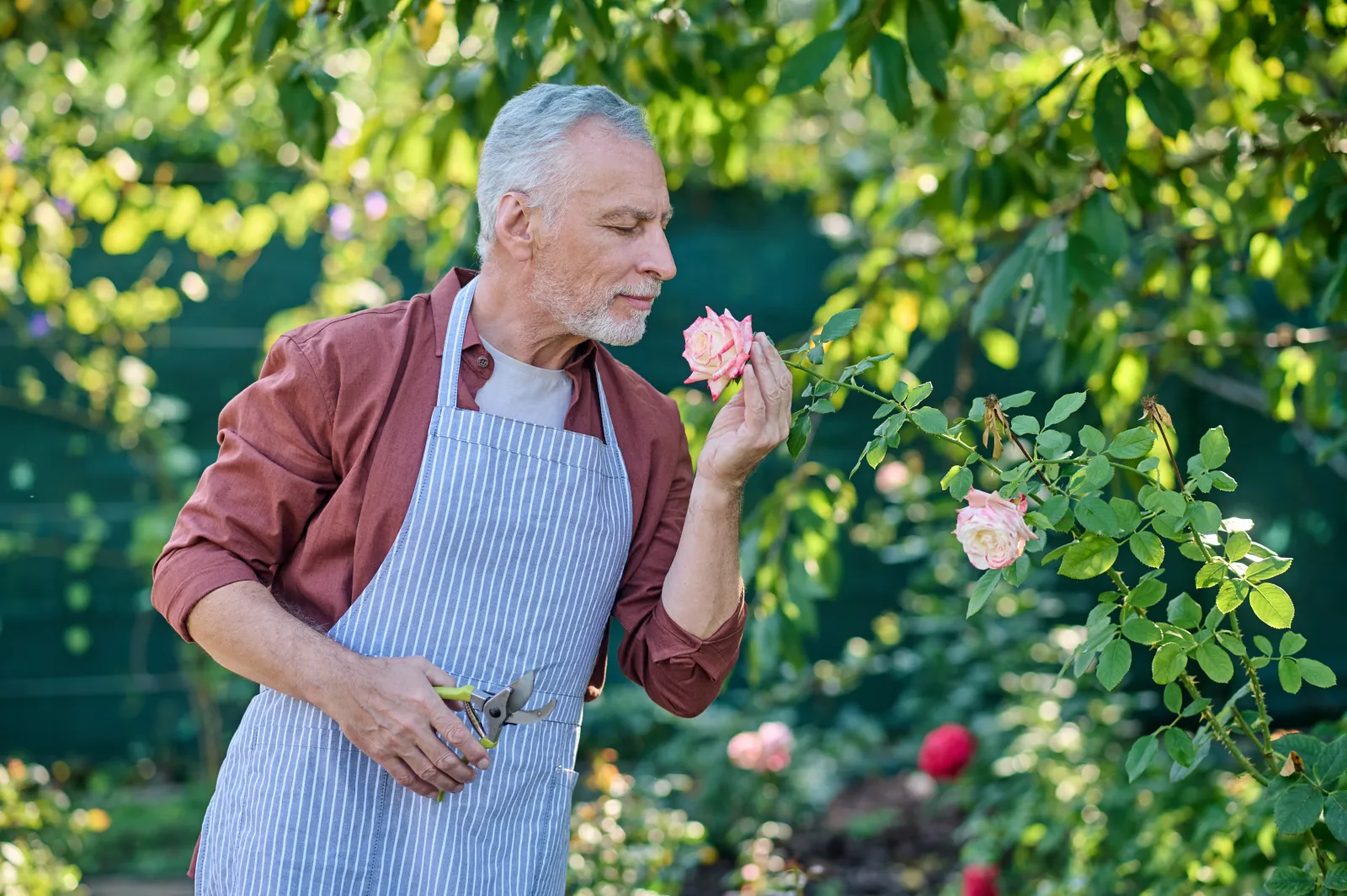 Un homme senior entretient des rosiers dans un jardin verdoyant, concentré sur son activité